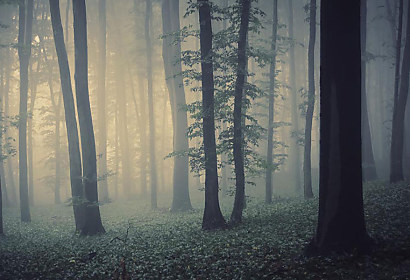 Fototapeta Ranná hmla v lese 1218